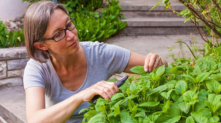 Lemon balm can promote calmness to help you fall asleep