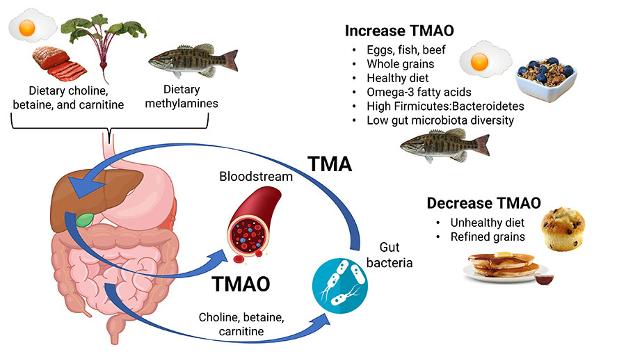 Dietary precursors are metabolized by gut bacteria into TMA, which is converted in the liver to TMAO. In humans, TMAOs were increased with gut dysbiosis and consumption of a healthy diet including whole grains and omega-3 fatty acids. Eating an unhealthy diet and refined grains decreased TMAO.