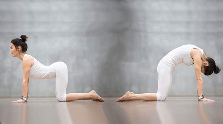 Two women in cat and cow yoga pose